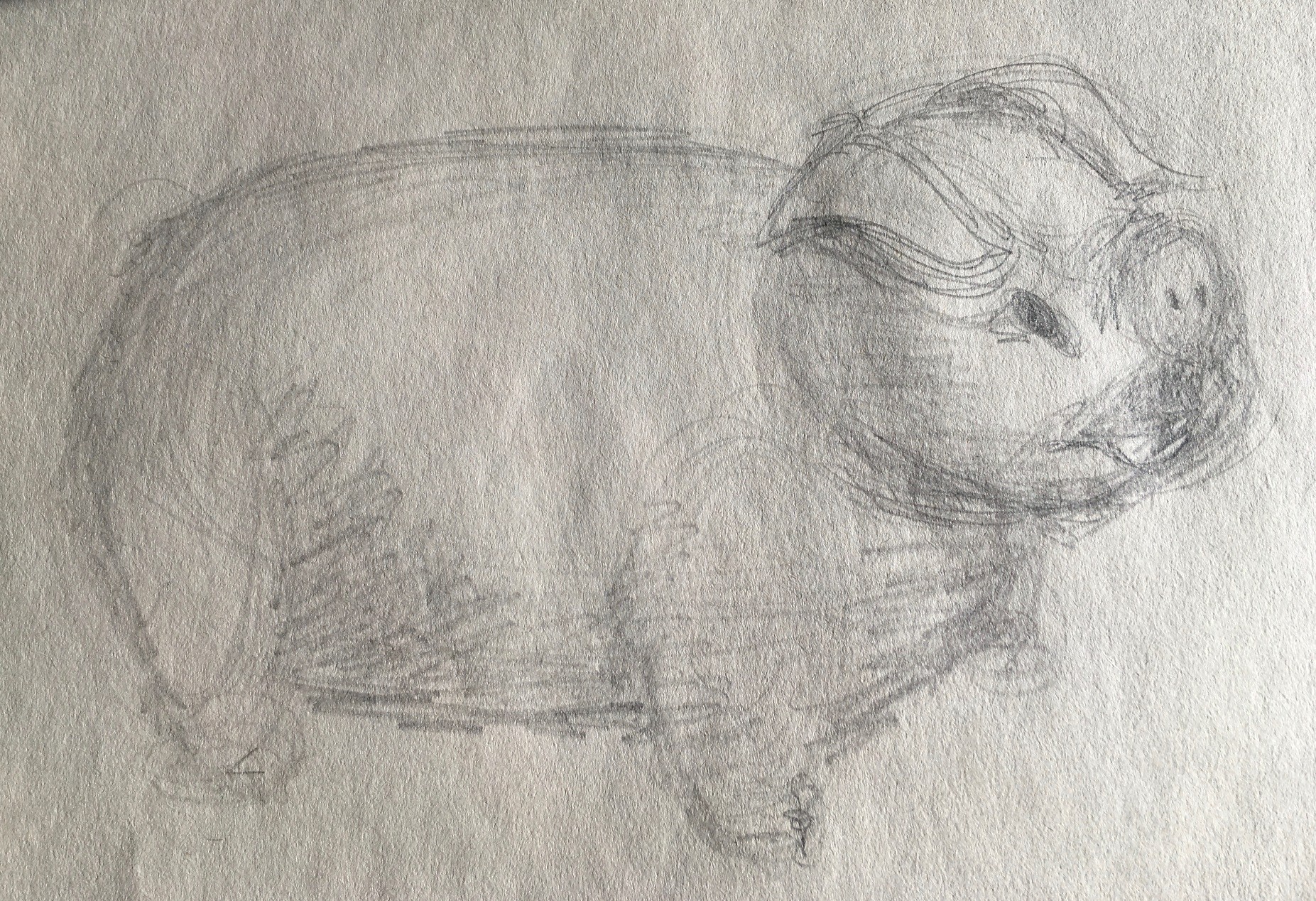 Pig, 2018
Pencil on Paper
9"W x 6.5"H, Walli White, artist